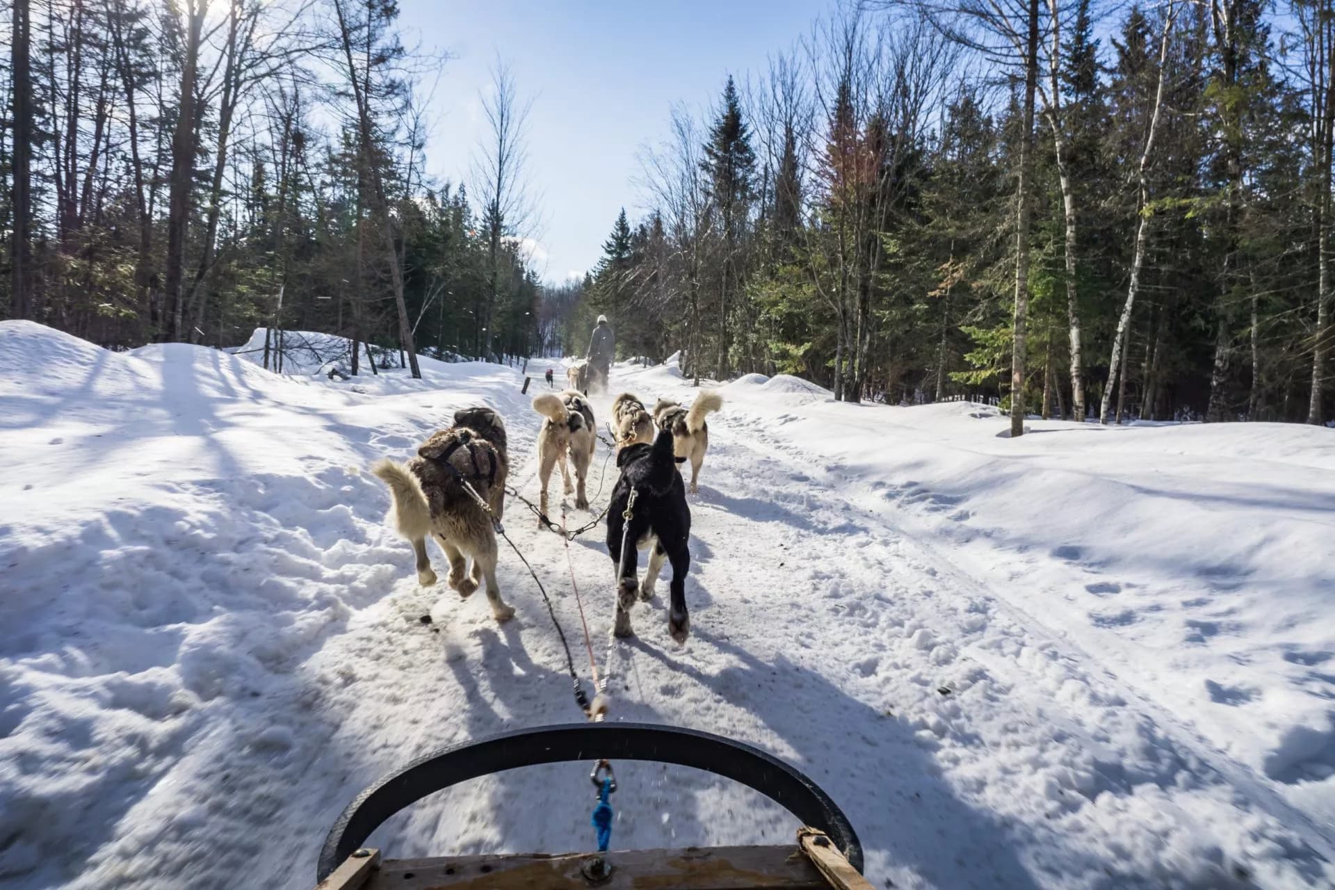 Dog sledding on a snowy trail through a dense evergreen forest in Slovenia.