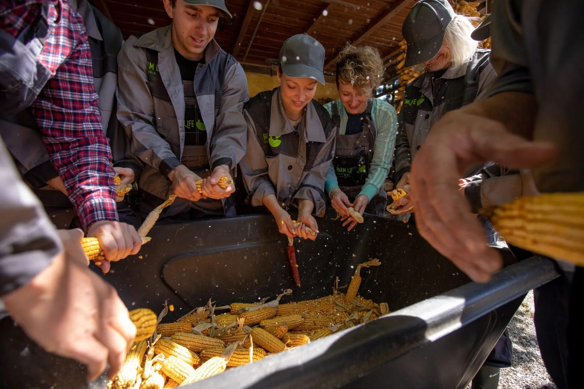 People shucking dried corn cobs over a large black bin outdoors.
