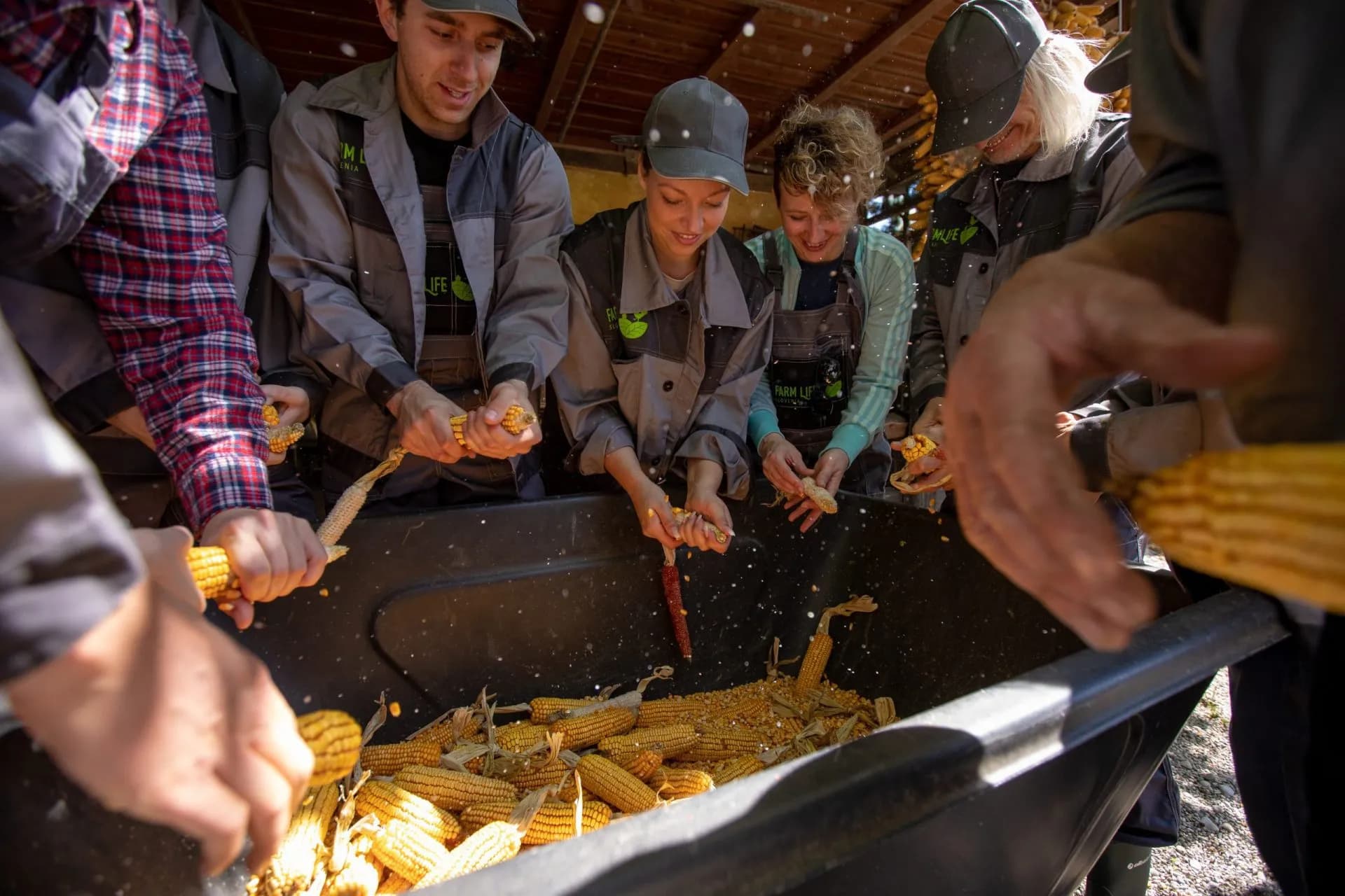 People shucking corn cobs over a large bin outdoors on a sunny day.