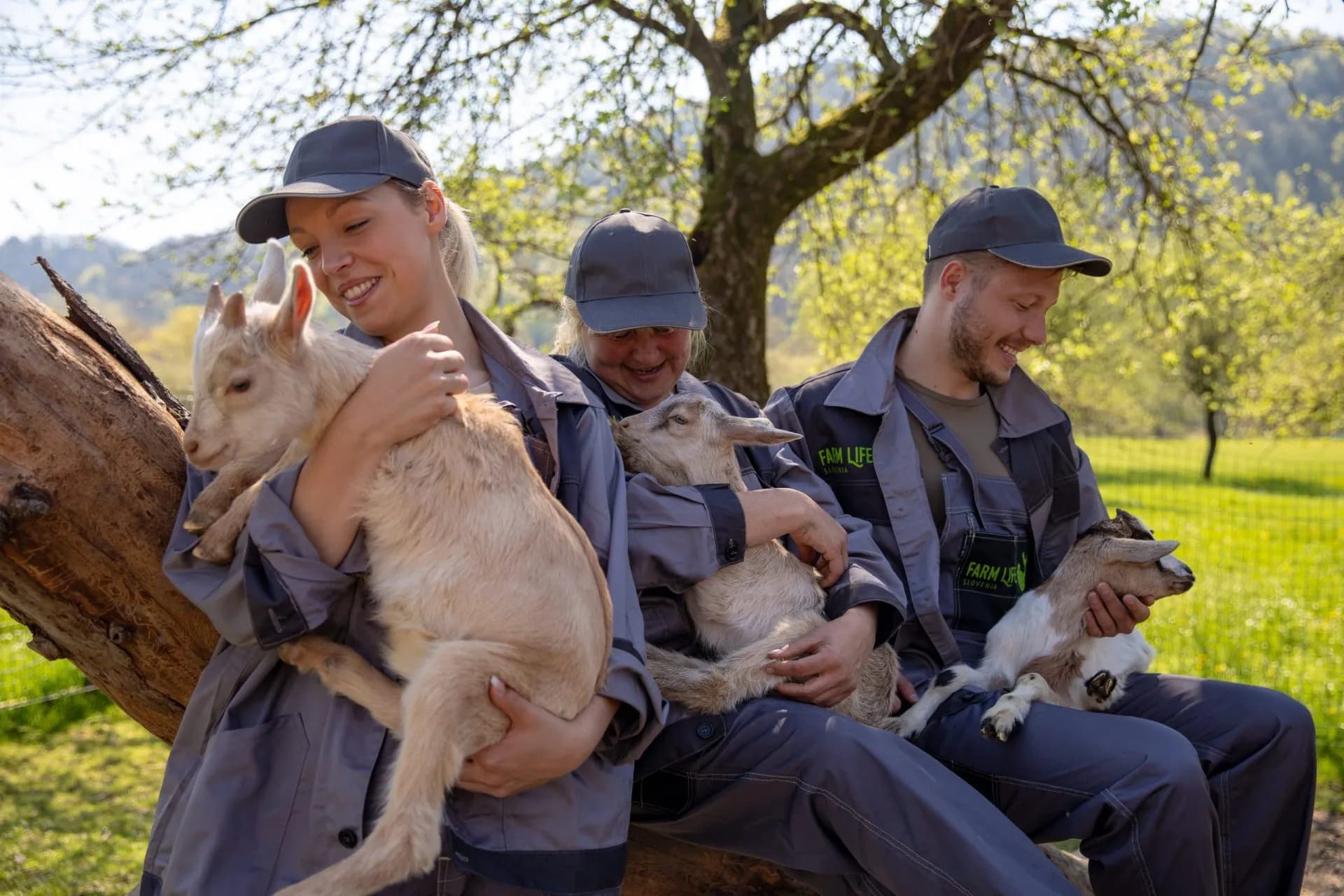Farm workers holding baby goats outdoors with green trees and hills in the background.