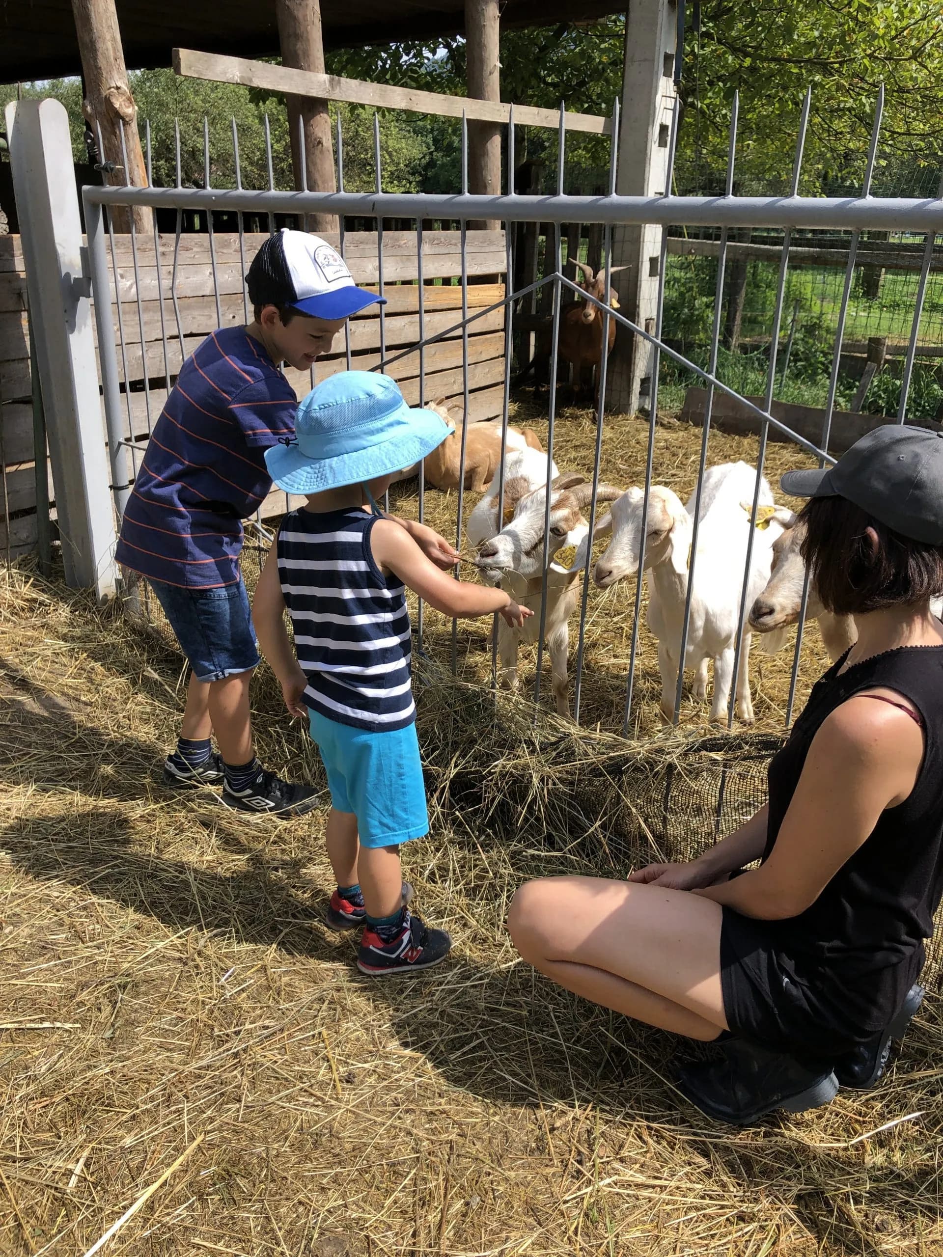 Children and adult feeding goats through a metal fence at a farm on a sunny day.