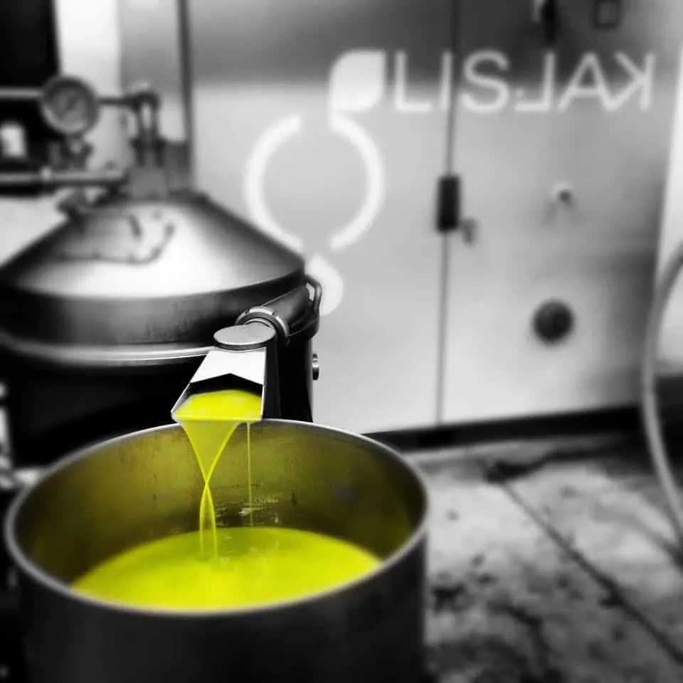Bright yellow olive oil pouring from machinery into a metal vat in a processing facility