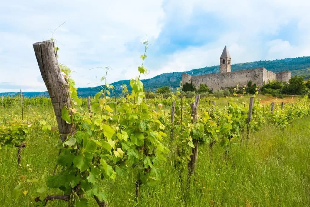 Vineyards near Hrastovlje with stone fortress and bell tower in background