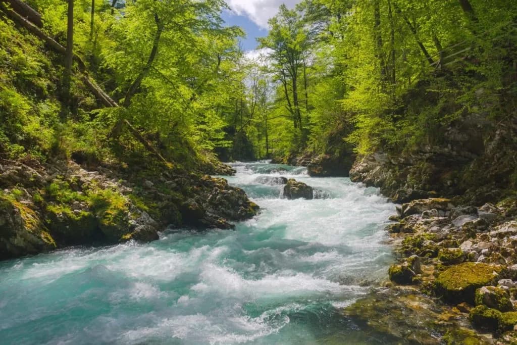 Whitewater rapids of the Radovna River in Slovenia flowing through a lush green forest canyon.