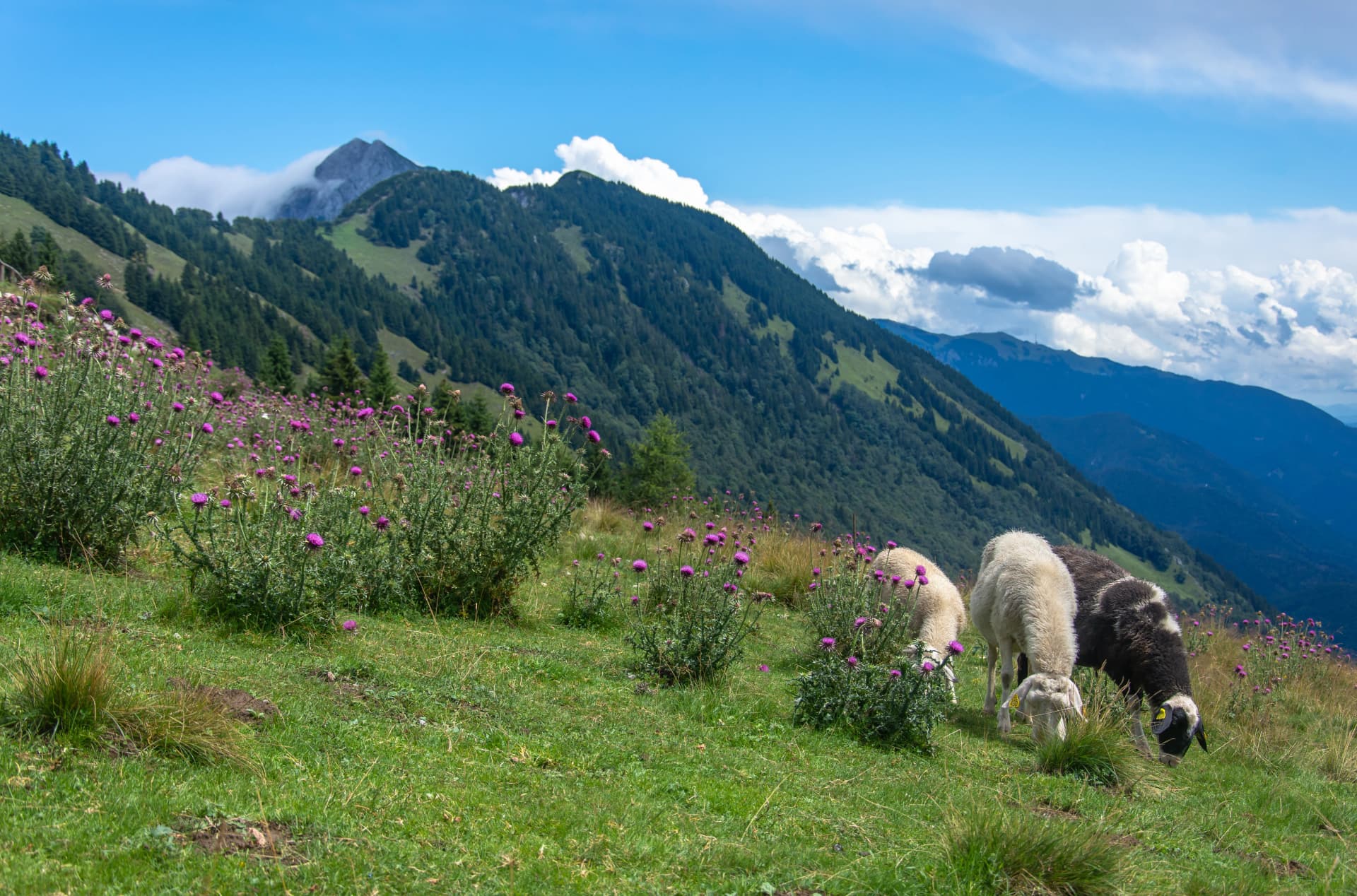 Herd of sheep in the mountains on a grassy terrain. They are eating grass. Beautiful landscape in Slovenia, Kriška gora. Slovenia mountains.