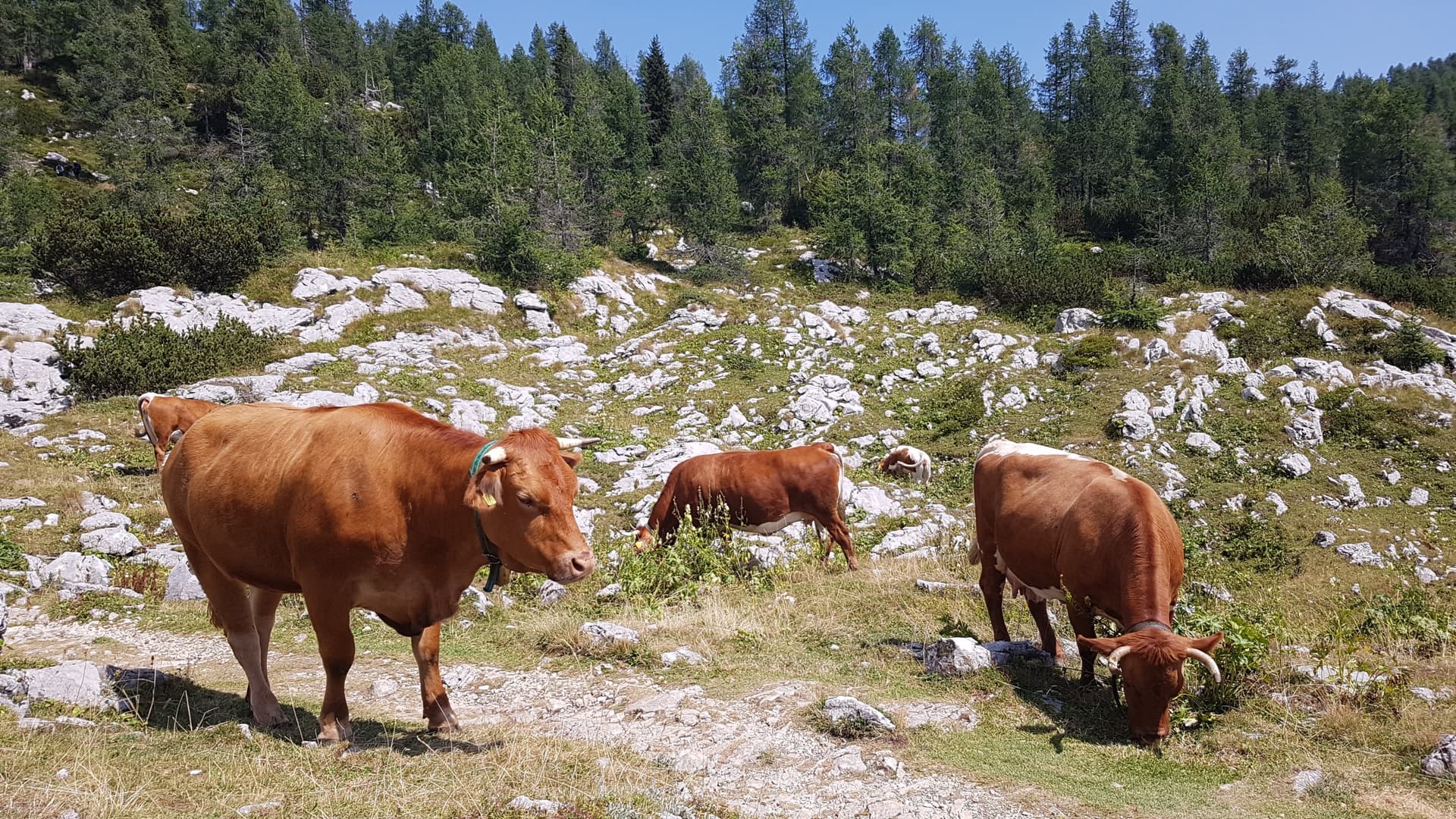 Cows grazing on a rocky limestone plateau with pine trees in the background