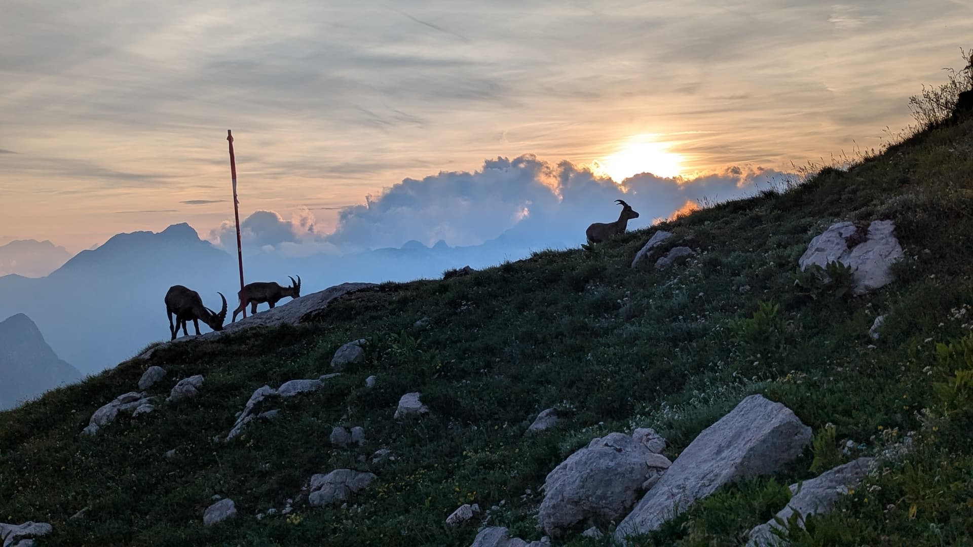 Wild goats on a mountain ridge at sunset with distant peaks