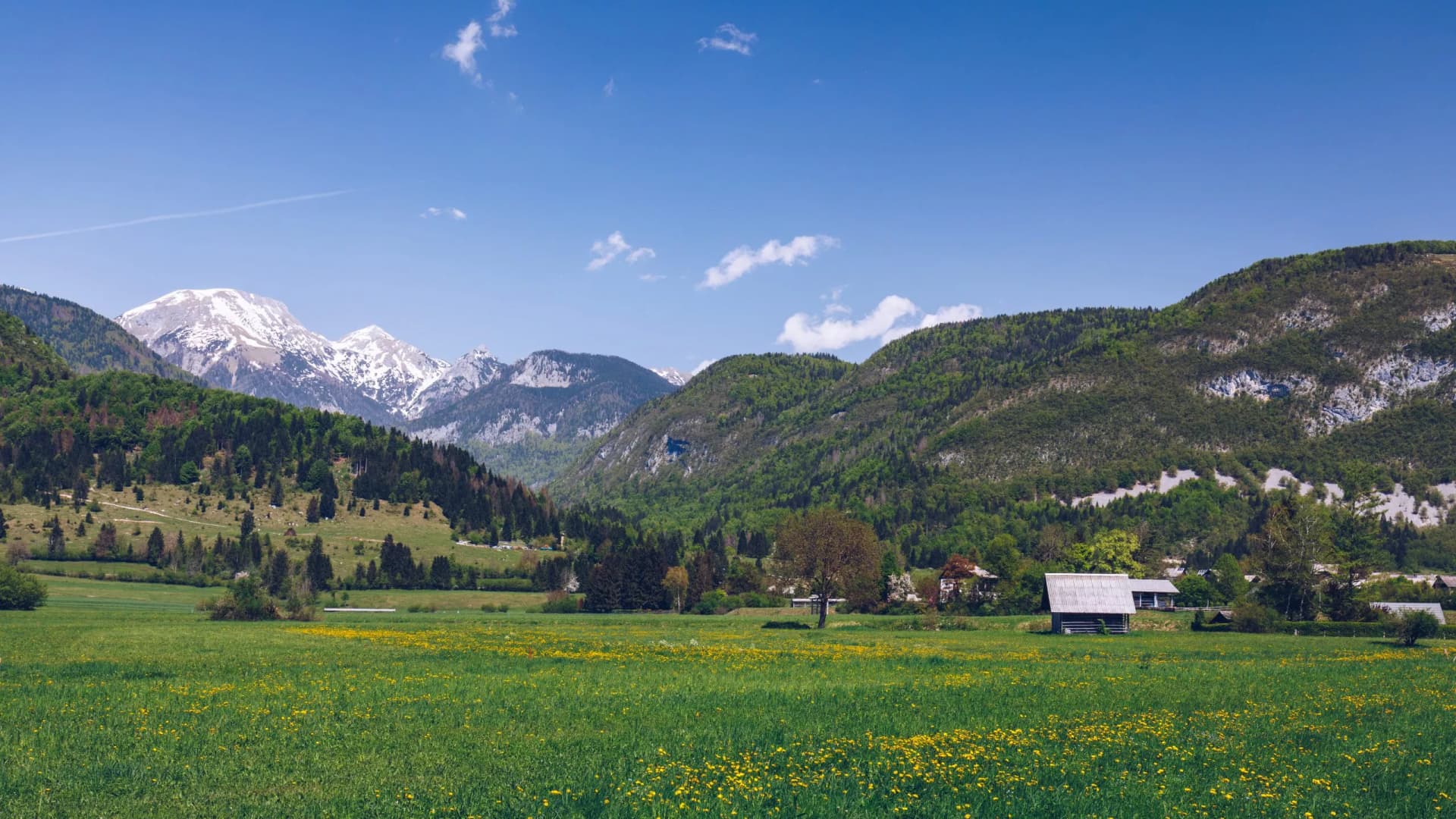 Green meadow with yellow flowers near Stara Fuzina village, Triglav National Park, Slovenia.