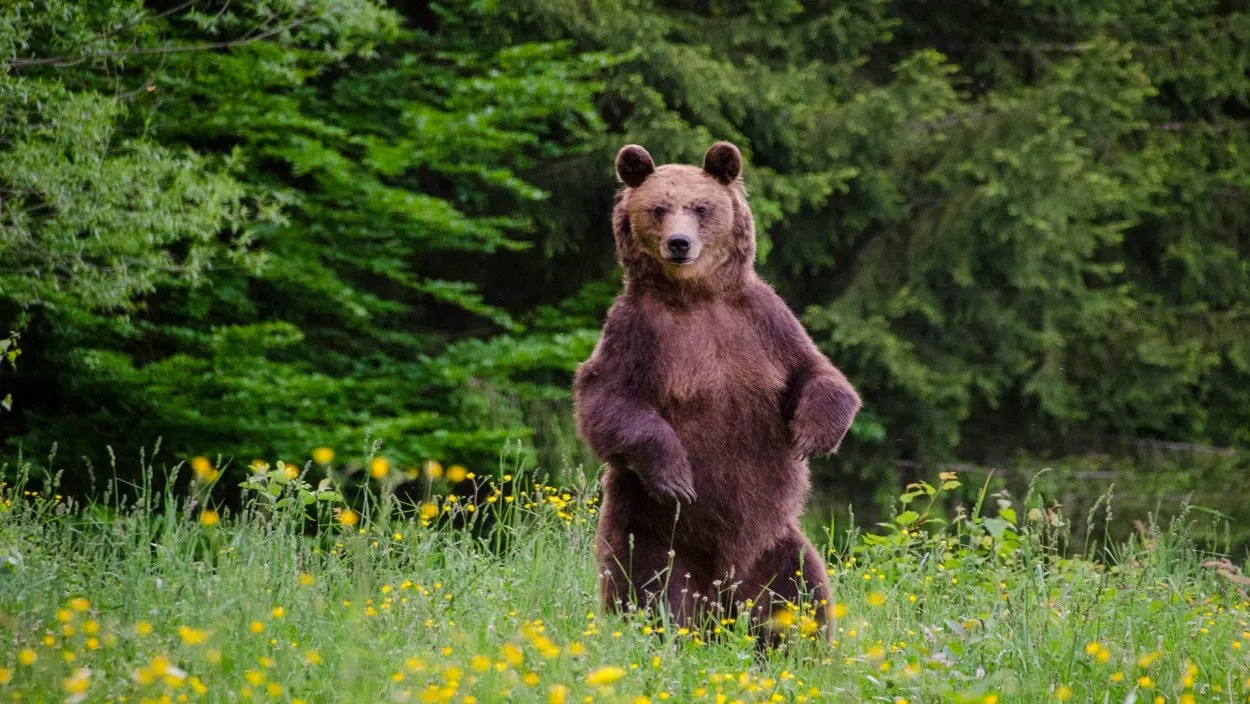 Brown bear standing up
