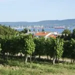 Vigneti sulla costa slovena