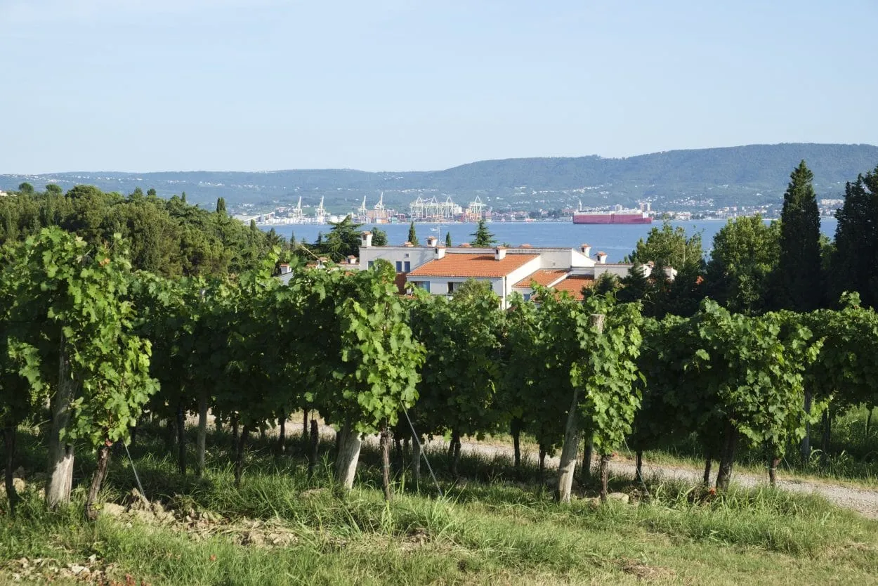 Vinmarker på den slovenske kyst
