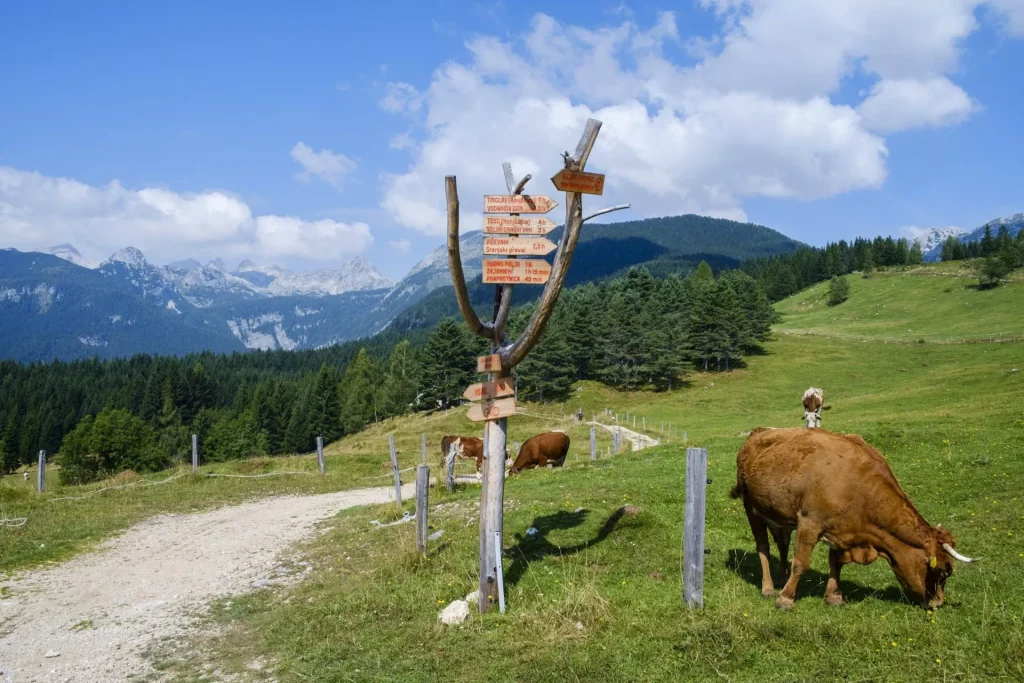 uskovnica-Alm erklommen